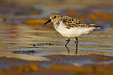 Image. Sanderling
