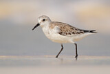 Image. Sanderling