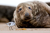Image. Sanderling