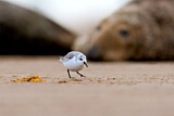 Image. Sanderling