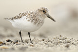 Image. Sanderling