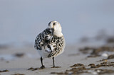 Image. Sanderling
