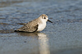 Image. Sanderling