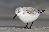 Image. Sanderling