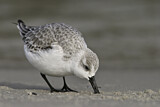 Image. Sanderling