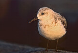 Image. Sanderling