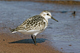 Image. Sanderling