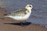 Image. Sanderling