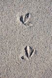 Image. Sanderling foot marks