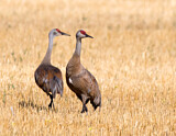 Image. Sandhill Crane