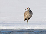 Image. Sandhill Crane