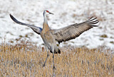 Image. Sandhill Crane