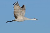Image. Sandhill Crane