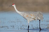 Image. Sandhill Crane
