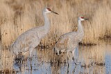Image. Sandhill Crane