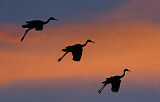 Image. Sandhill Crane