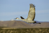 Image. Sandhill Crane