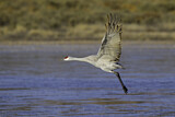 Image. Sandhill Crane