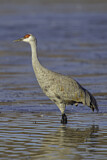 Image. Sandhill Crane