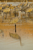 Image. Sandhill Crane