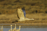 Image. Sandhill Crane