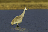 Image. Sandhill Crane