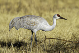 Image. Sandhill Crane