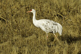 Image. Sandhill Crane