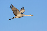 Image. Sandhill Crane