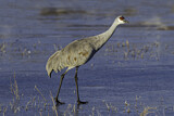 Image. Sandhill Crane