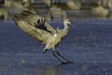 Image. Sandhill Crane