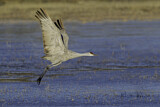 Image. Sandhill Crane