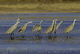 Image. Sandhill Crane