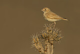Image. Sandlerche