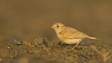 Image. Sandlerche