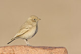 Image. Sandlerche