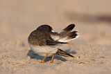 Image. Sandregenpfeifer
