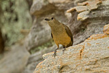 Image. Sandstone Shrikethrush