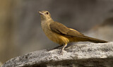 Image. Sandstone Shrikethrush