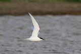 Image. Sandwich Tern