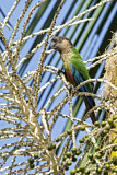 Image. Santarem Parakeet