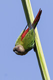 Image. Santarem Parakeet