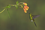 Image. Sapphire-vented Puffleg