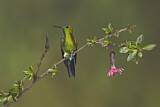 Image. Sapphire-vented Puffleg