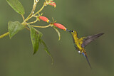 Image. Sapphire-vented Puffleg
