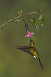 Image. Sapphire-vented Puffleg