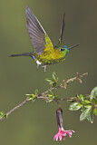 Image. Sapphire-vented Puffleg