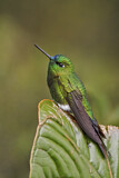 Image. Sapphire-vented Puffleg