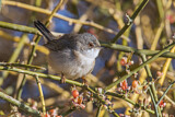 Image. Sardinian Warbler