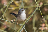 Image. Sardinian Warbler